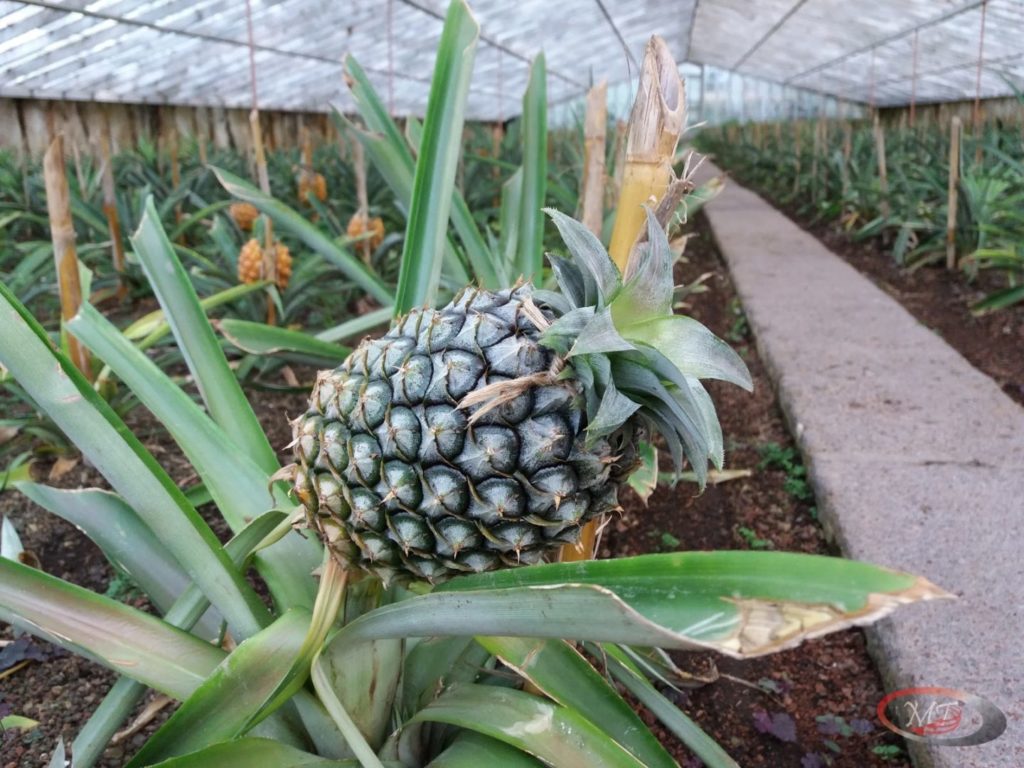 Pineapples A Arruda, ananasová plantáž
