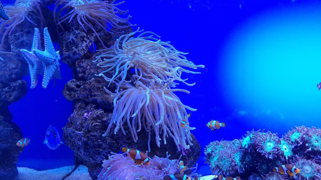 Sasanka a Nemo - Palma Aquarium