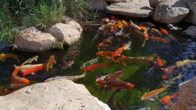 Japonští kapříci Koi - Palma Aquarium