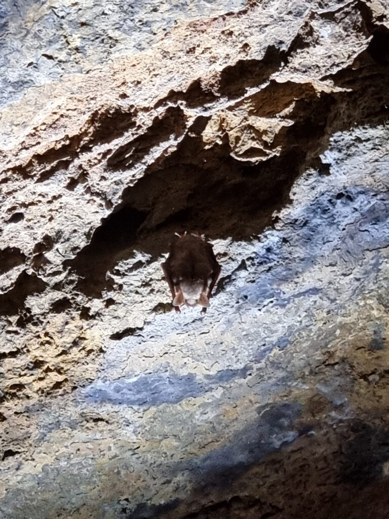 Jeskyně Výpustek - netopýr