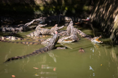 Krmení krokodýlů