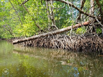 Puerto-Princesa Subterranean River - mangrovy, Palawan